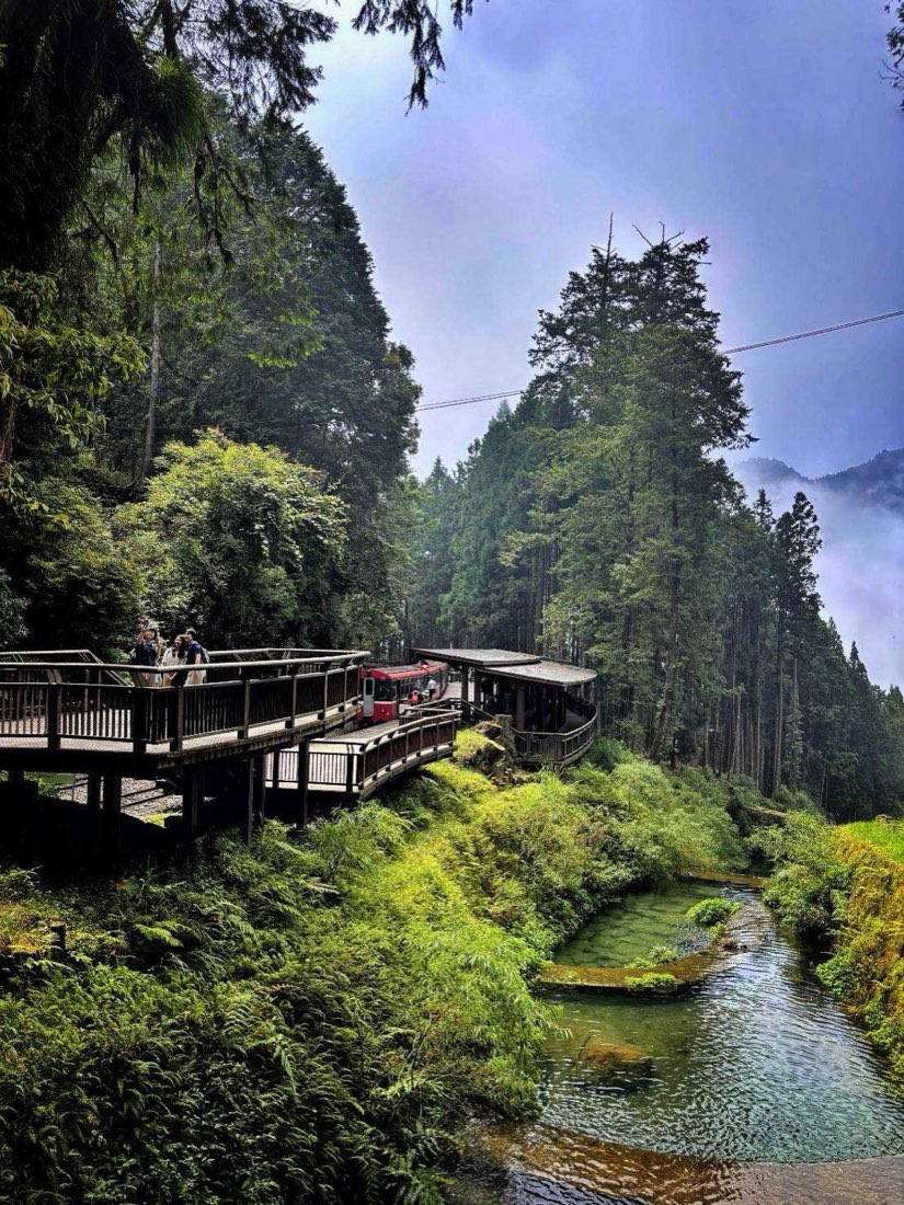 阿里山森林步道與溪谷，兩側為高聳林木