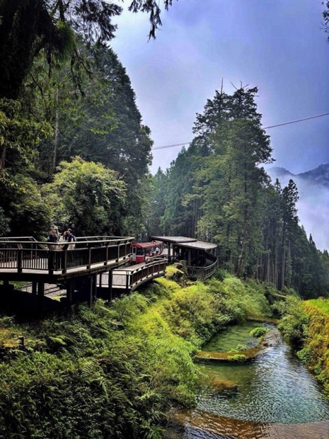 阿里山森林步道與溪谷,兩側為高聳林木